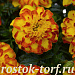 Бархатцы отклоненные (Tagetes patula) Flamenco, 10 семян