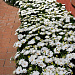 Остеоспермум Эклона (Osteospermum eclonis F1) Akila White Daisy, 3 шт семян