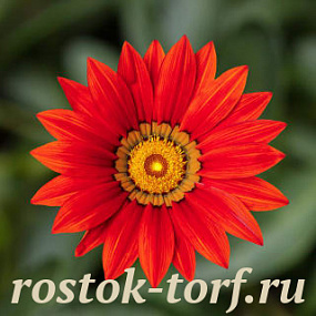 Гацания жестковатая (Gazania rigens F1) Kiss Red, 5 семян