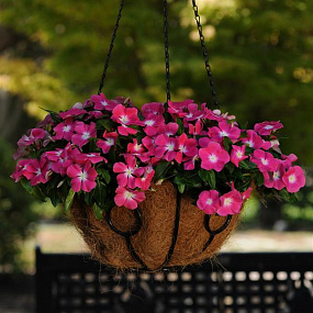 Катарантус розовый ампельный (Vinca rosea) Mediterranean – Xp Rose Halo, 5 семян