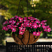 Катарантус розовый ампельный (Vinca rosea) Mediterranean – Xp Rose Halo, 5 семян