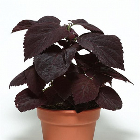 Колеус гибридный (Coleus x hybrida) Premium Sun Dark Chocolate, 3 драже
