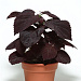 Колеус гибридный (Coleus x hybrida) Premium Sun Dark Chocolate, 3 драже