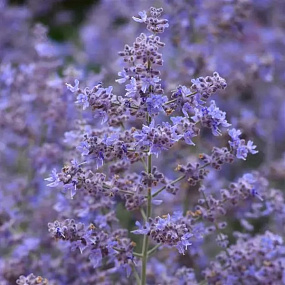 Перовския (Perovskia atriplicifolia) Bluesette, 3 шт