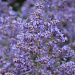 Перовския (Perovskia atriplicifolia) Bluesette, 3 шт