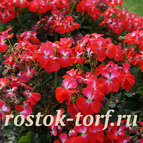 Пеларгония зональная (Pelargonium x hortorum F1) Nano Scarlet bicolor, 3 шт семян