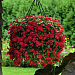 Катарантус розовый ампельный (Vinca rosea) Mediterranean – Xp Red, 5 семян