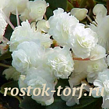 Big pack Бегония вечноцветущая полумахровая (Begonia semperflorens) Fiona White, 50 драже
