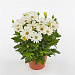 Остеоспермум Эклона (Osteospermum eclonis F1) Akila White Daisy, 3 шт семян
