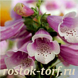 Big pack Наперстянка (Digitalis purpurea) Dalmatian Rose, 30 драже