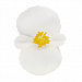 Big pack Бегония вечноцветущая Begonia semperflorens Cocktail® Whiskey, 50 драже