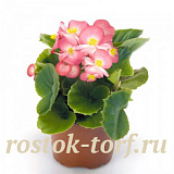 Big pack Бегония вечноцветущая (Begonia semperflorens) Ambassador F1 Rose Blush, 50 драже