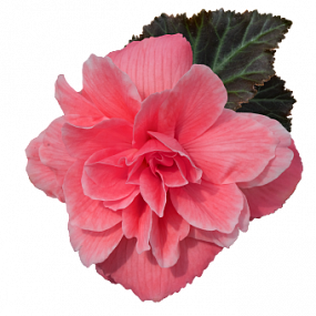 Big pack Бегония клубневая (Begonia tuberhybrida) Nonstop Joy Mocca Rose, 30 драже
