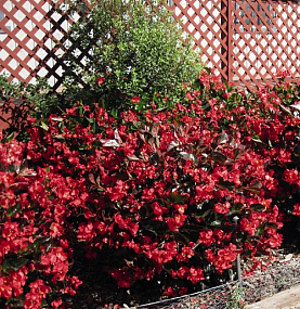 Big pack Бегония бенариензис (Begonia x benariensis) Big Deluxxe Red Bronze Leaf, 20 драже