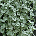 Дихондра ползучая (Dichondra repens) Silver Falls, 3 шт драже