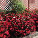 Big pack Бегония бенариензис (Begonia x benariensis) Big Deluxxe Red Bronze Leaf, 20 драже