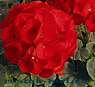 Пеларгония 
