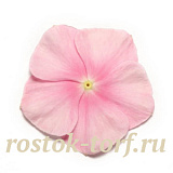 Катарантус розовый (Vinca rosea) Pacifica – Xp Icy Pink, 10 семян