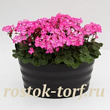 Пеларгония зональная (Pelargonium x hortorum F1) Nano Deep Rose, 3 шт семян