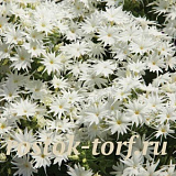 Флокс друммонда (Phlox drummondii) Popstars White, 5 семян