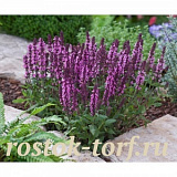 Сальвия дубравная /Шалфей (Salvia nemorosa) New Dimension Rose, 10 драже
