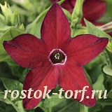 Табак крылатый (Nicotiana alata) Saratoga Red, 10 драже