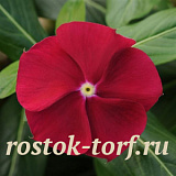 Катарантус розовый (Vinca rosea) Pacifica – Xp Cranberry, 10 семян