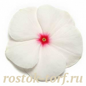 Big pack Катарантус розовый (Vinca rosea) Pacifica – Xp Polka Dot Xp, 30 семян