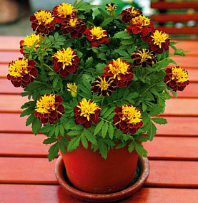 Бархатцы отклоненные (Tagetes patula F1) Super Hero Spry, 10 шт.очищ.семян