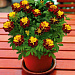 Бархатцы отклоненные (Tagetes patula F1) Super Hero Spry, 10 шт.очищ.семян