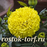 Бархатцы прямостоячие (Tagetes erecta F1) Taishan Yellow, 5 очищ. семян 