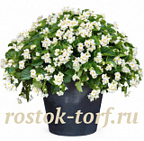 Big pack Бегония бенариензис (Begonia x benariensis) Big White Green Leaf, 20 драже