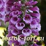 Big pack Наперстянка (Digitalis purpurea) Dalmatian Purple 30 драже