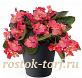 Бегония бенариензис (Begonia x benariensis) Big Rose Bronze Leaf, 3 драже