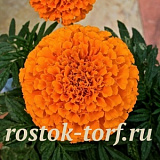 Бархатцы прямостоячие (Tagetes erecta F1) Taishan Orange, 5 очищ. семян
