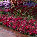 Big pack Гвоздика (Dianthus chinensis) Coronet™ Cherry Red, 30 драже