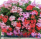Пеларгония плющелистная (Pelargonium peltatum) Summertime Mix, 3 шт прайм. семян