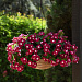 Катарантус розовый ампельный (Vinca rosea) Mediterranean – Xp Burgundy Halo, 5 семян