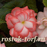 Big pack Бегония клубневая (Begonia tuberosa) On Top Fandango, 20 драже