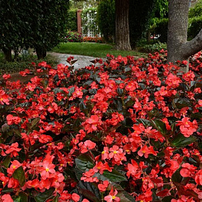 Бегония гибридная (Begonia interspecific) Megawatt Red Bronze Leaf, 3 драже