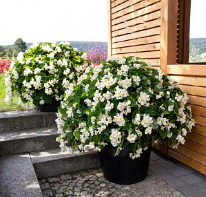 Бегония бенариензис (Begonia x benariensis) Big White Green Leaf, 3 драже