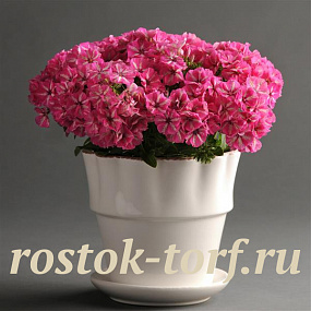 Флокс друммонда (Phlox drummondii) Grammy Pink & White, 5 семян
