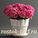 Флокс друммонда (Phlox drummondii) Grammy Pink & White, 5 семян