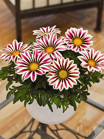Гацания жестковатая (Gazania rigens F1) Big Kiss White Flame, 5 семян