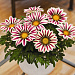 Гацания жестковатая (Gazania rigens F1) Big Kiss White Flame, 5 семян