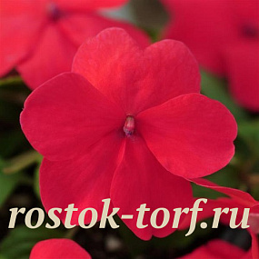 Бальзамин Impatiens, F1 Single Super elfin® – XP Punch , 5 шт