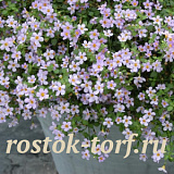Бакопа сердцелистная (Bacopa cordata) Blutopia®, 3 мультидраже