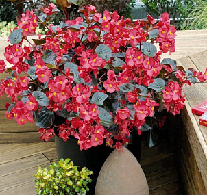 Бегония бенариензис (Begonia x benariensis) Big Red Bronze Leaf, 3 драже