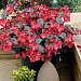 Бегония бенариензис (Begonia x benariensis) Big Red Bronze Leaf, 3 драже