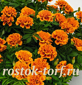 Big pack Бархатцы отклоненные (Tagetes patula F1) Super Hero Orange Bee, 30 очищ.семян